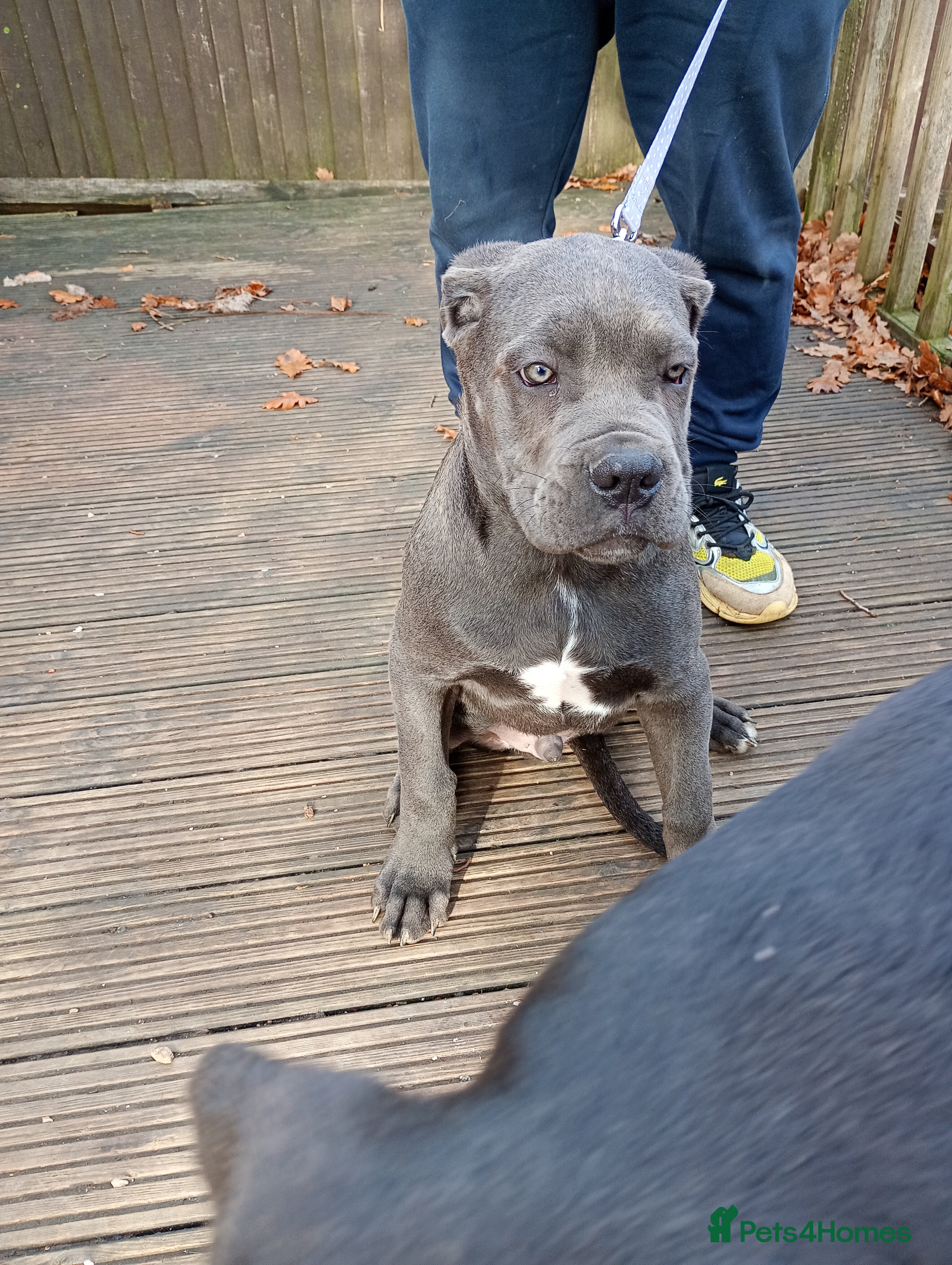 Cane Corso dogs Original cane corso  - Advert 11