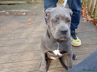 Cane Corso dogs Original cane corso - Advert 21