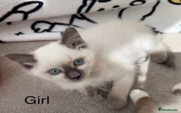 Ragdoll cats for sale: 2 Ragdoll kittens - Image 2