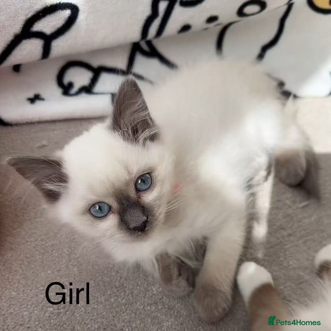Ragdoll cats for sale: 2 Ragdoll kittens - Image 2