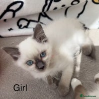 Ragdoll cats - Advert 8