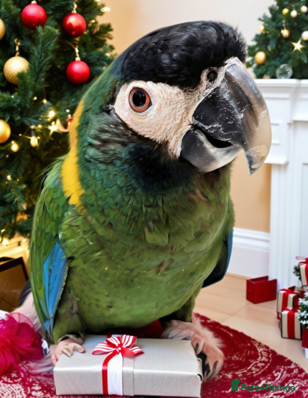 Macaws birds for sale: Golden collard Macaw Yellow collard Macaw  - Advert 1