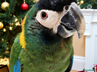 Macaws birds Golden collard Macaw Yellow collard Macaw - Advert 2