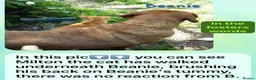 Mixed Breed dogs for adoption: Beanie Boy, 3-4 yrs old. Reserved STC - Advert 8