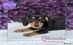 Dachshund dogs for sale: Miniture dachshund pups ready now  - Image 4