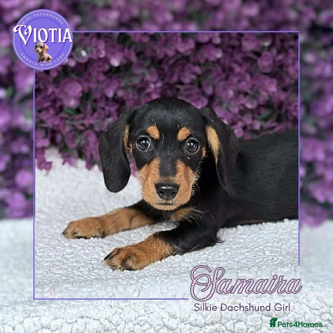 Dachshund dogs for sale: Miniture dachshund pups ready now  - Image 4
