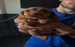 Cocker Spaniel dogs for sale: Ready to leave - Champion bred working cocker pups - Image 16