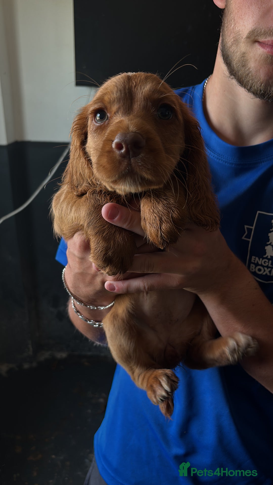 Cocker Spaniel dogs for sale: Ready to leave - Champion bred working cocker pups - Image 16