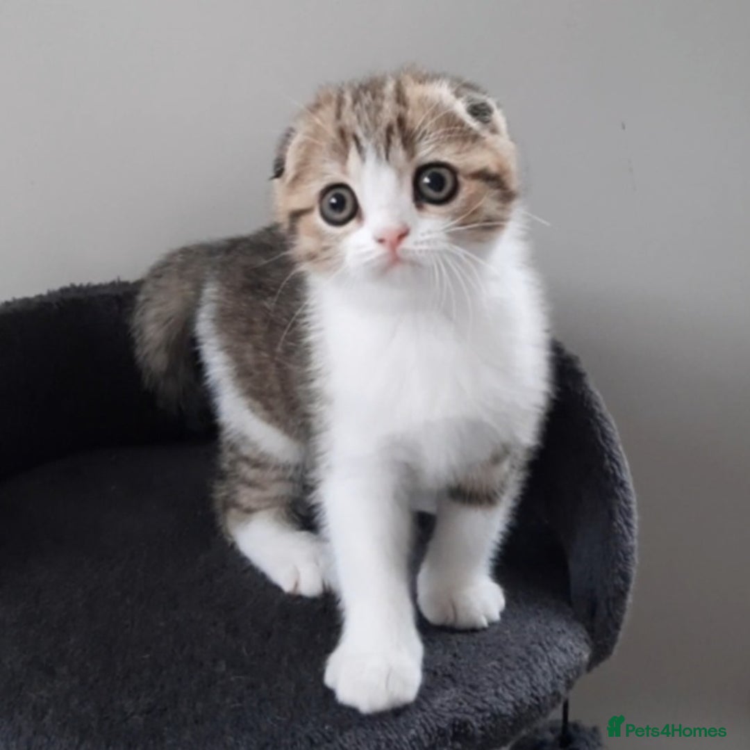 Scottish Fold cats for sale: TICA Reg: Scottish Fold Neutered Girl Kittens - Advert 14