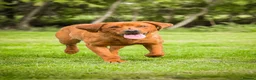 Labrador Retriever dogs for sale: Fox Red Labrador Puppies KC registered for sale - Advert 5