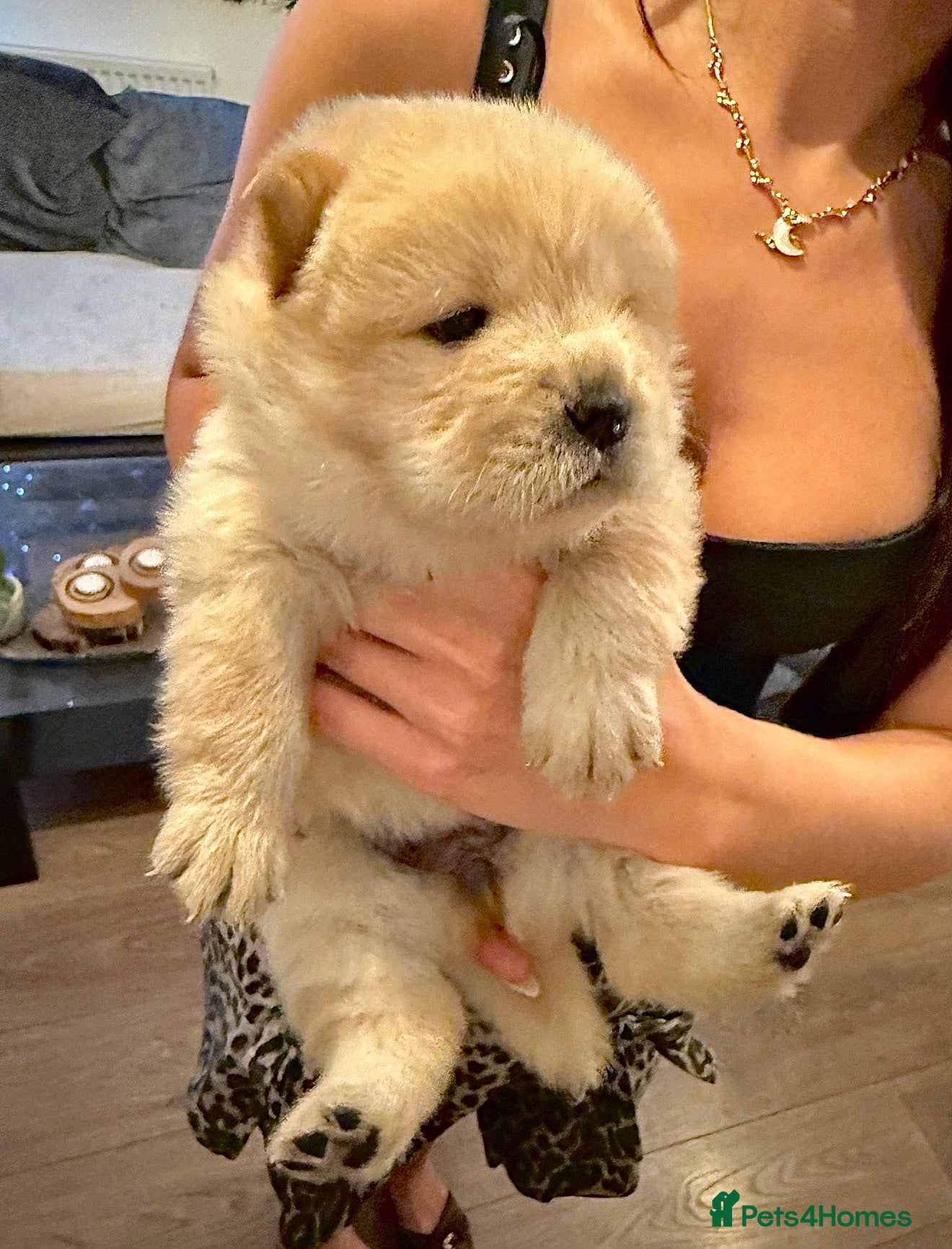 Chow Chow dogs Gorgeous Chow Chow Puppies 🐻 - Advert 1