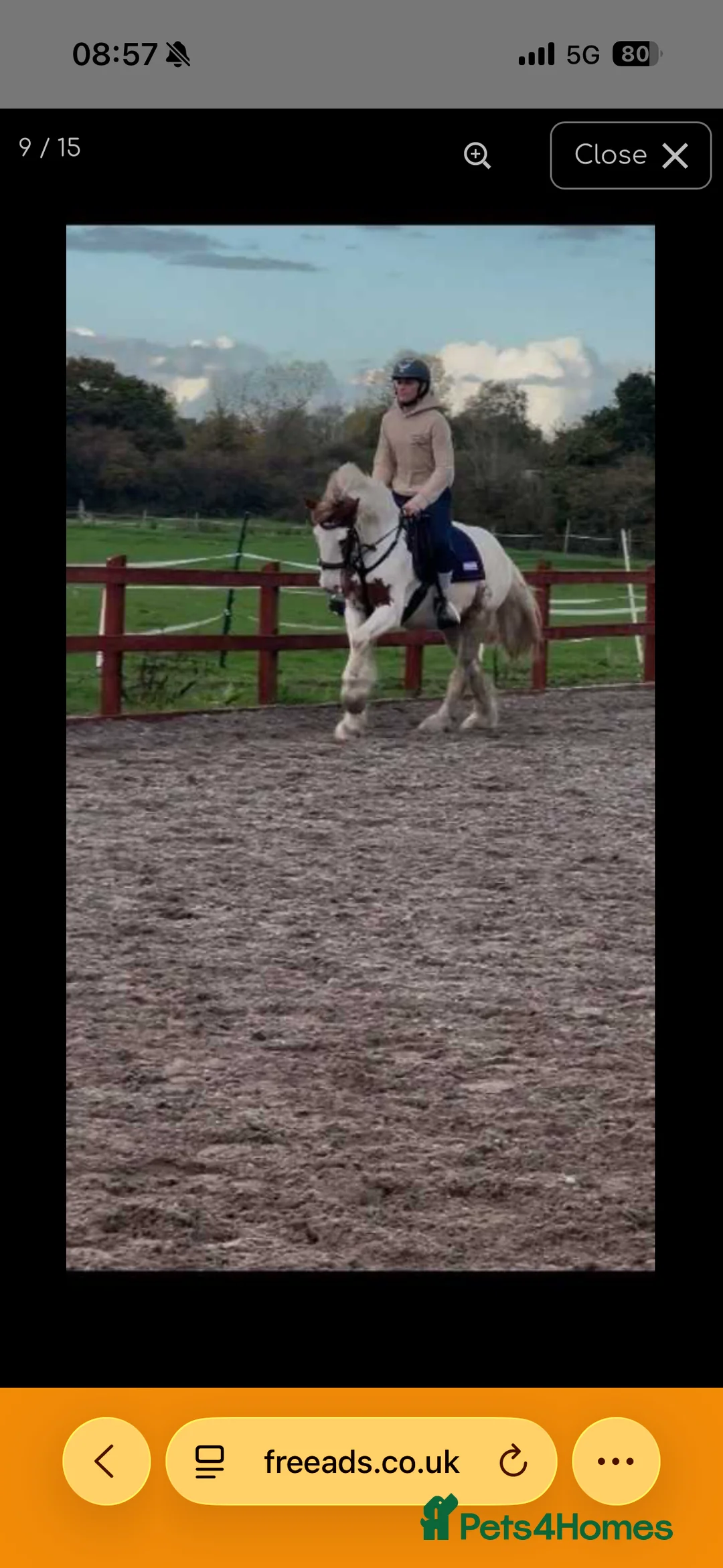 Irish Cob horses for sale: Joey 14.2 Cob  - Advert 2