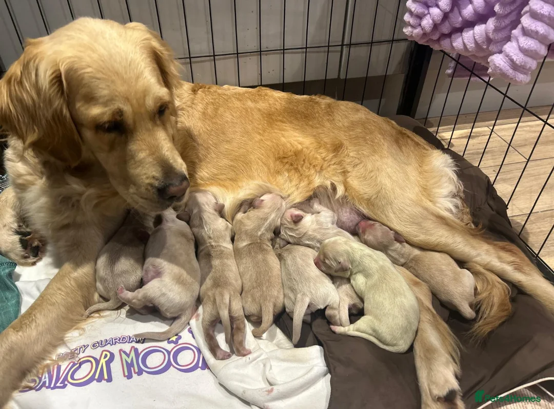 Golden Retriever dogs for stud: Fully health tested n dna clear kc stud - Advert 10