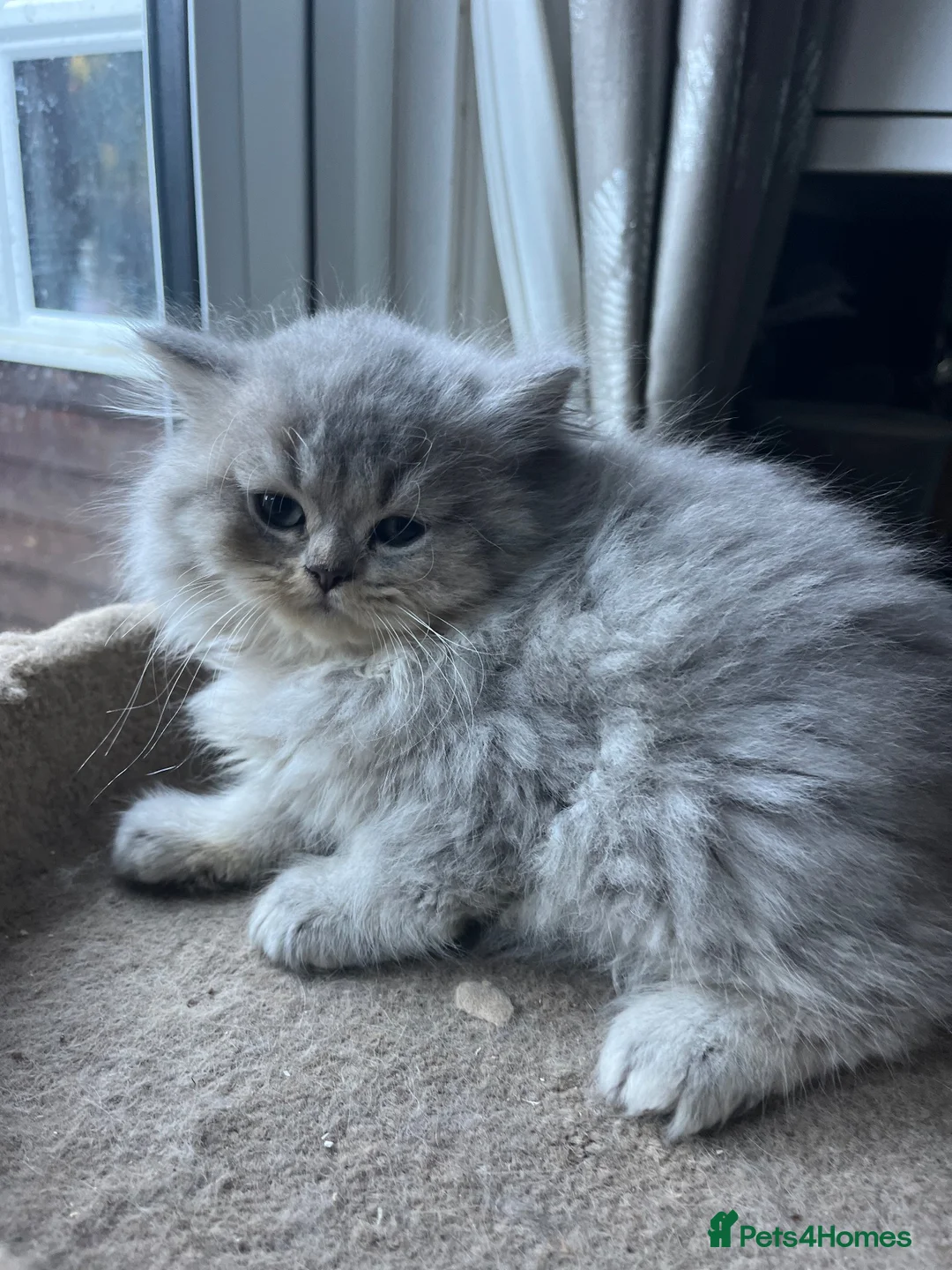British Shorthair cats for sale: Gorgeous Gccf British  Longhairs  - Advert 12