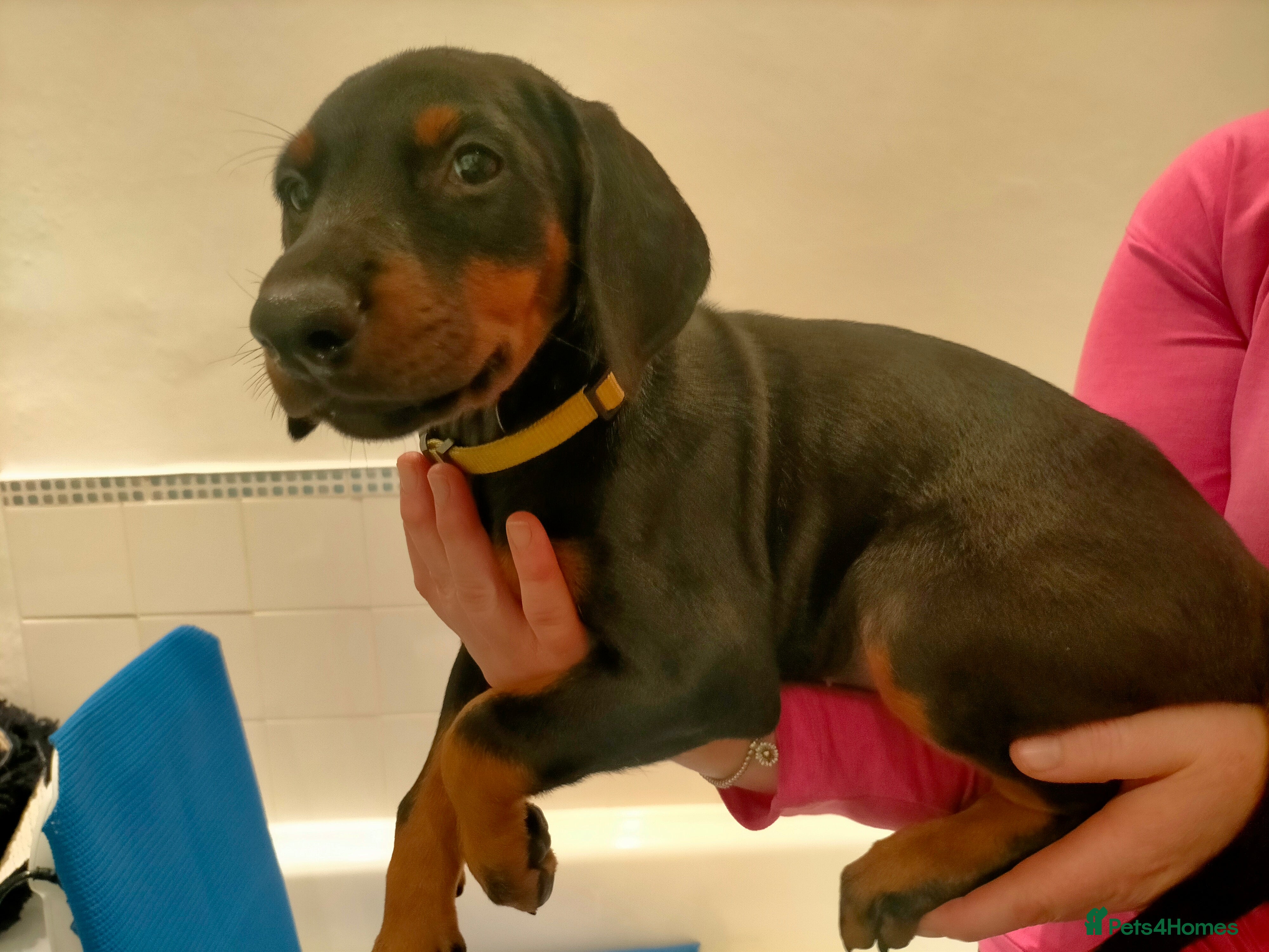 Dobermann dogs Dobermann puppies - Advert 14