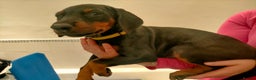 Dobermann dogs for sale: Dobermann puppies - Advert 2