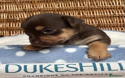 Jack Russell dogs for sale: Rare coloured mini Jack Russells - Image 6