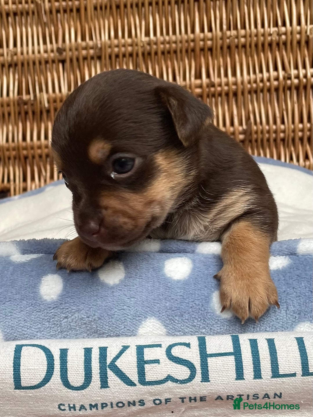 Jack Russell dogs for sale: Rare coloured mini Jack Russells - Image 6