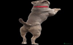 Old Tyme Bulldog dogs for sale: Old tyme bulldog  - Image 3