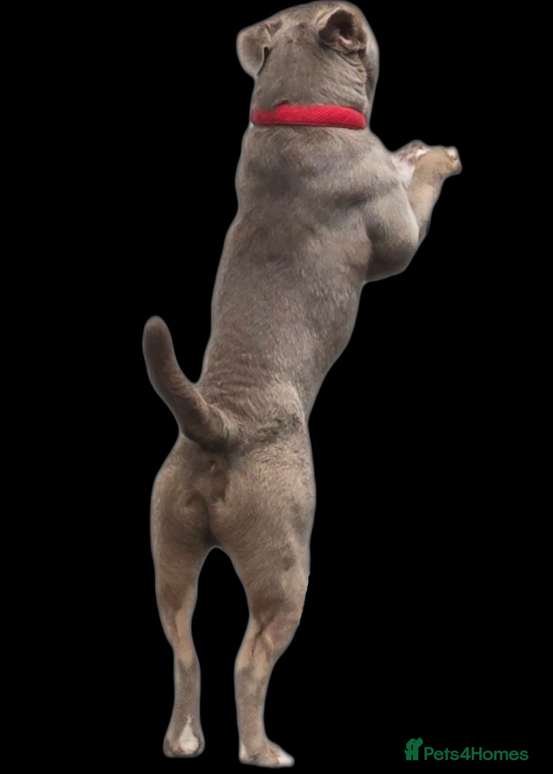 Old Tyme Bulldog dogs for sale: Old tyme bulldog  - Image 3