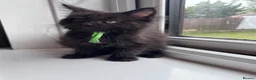 Maine Coon cats for sale: Big Ears & Fluffy Coats – Maine Coon Kittens  - Advert 34