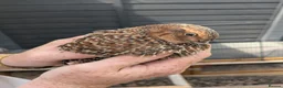Quail poultry for sale: Quail Roos/ Males for sale. Mixed colours in Llangollen - Advert 7