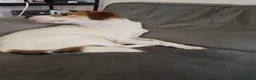Mixed Breed dogs for adoption: Bagel for adoption in Walsall - Advert 9