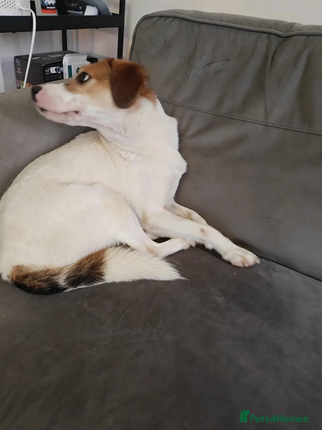 Mixed Breed dogs for adoption: Bagel for adoption in Walsall - Advert 9