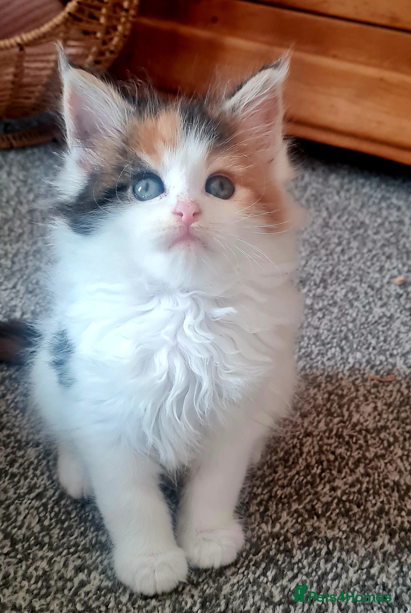 Maine Coon cats Gorgeous Mainecoons available  - Advert 15