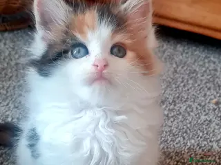 Maine Coon cats Gorgeous Mainecoons available - Advert 15