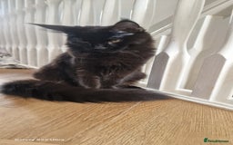 Maine Coon cats for sale: Pure maine coon kittens - Image 11
