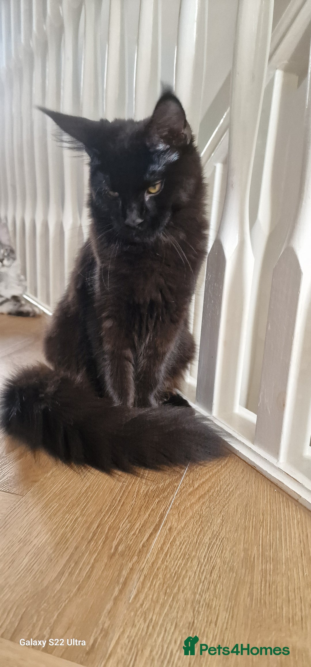 Maine Coon cats for sale: Pure maine coon kittens - Image 11
