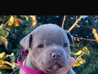 Staffordshire Bull Terrier dogs SIMPLY STUNNING COI 5.4% - Advert 3