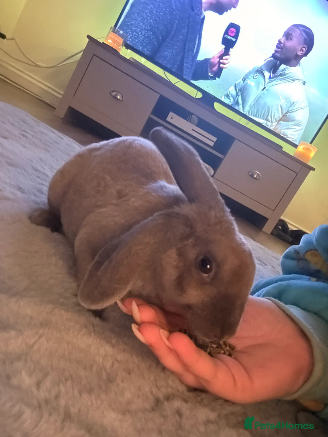 Mixed Breed rabbits for sale: Rabbit to go to good home in Plymouth - Advert 5