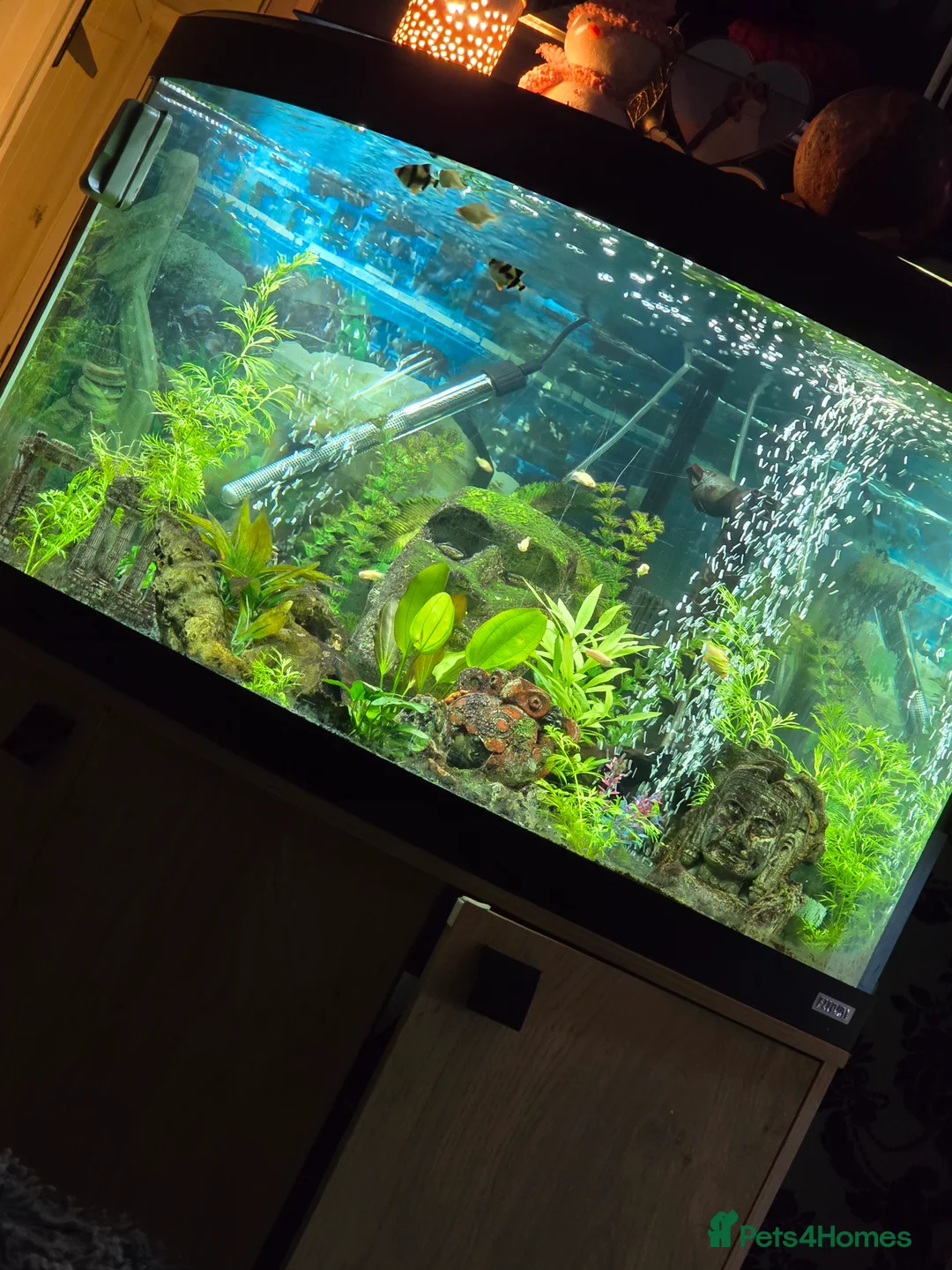 Corys fish for sale: Fish tanks and fish for sale full setup  - Advert 2