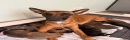 Belgian Shepherd Dog dogs for sale: The first and last litter from Rebel in Prenton - Advert 8