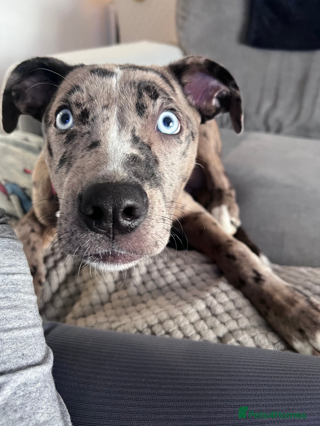 Mixed Breed dogs for sale: Mixed Breed merl Girl - Advert 5