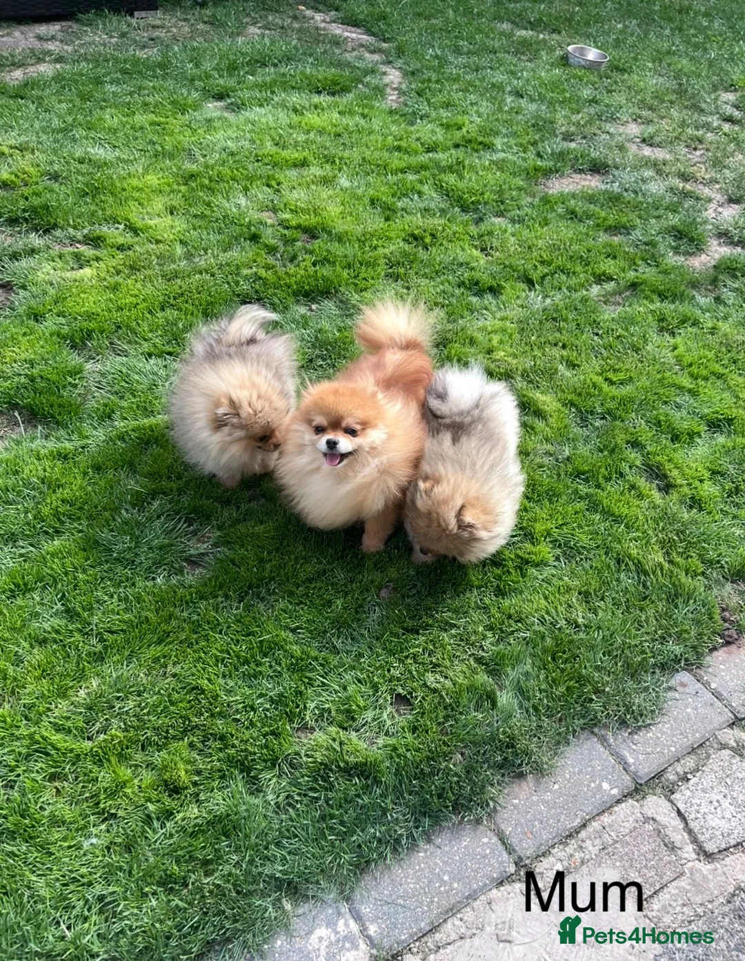 Pomeranian dogs for sale: 🐻Tiny boy 1kg at 4 months🔥Championship  - Advert 7