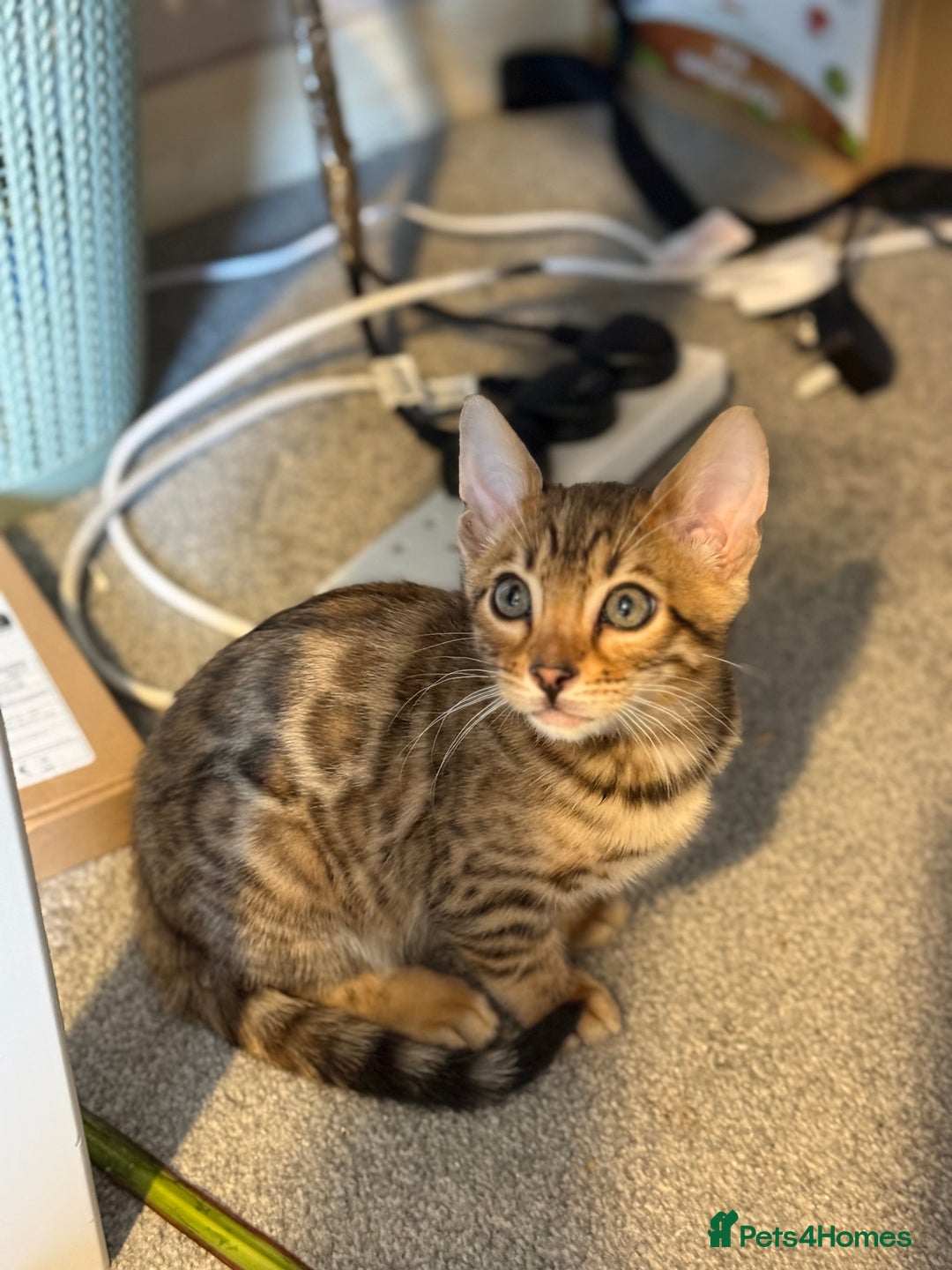 Bengal cats for sale: Pedigree TICA registered Bengal Kittens - Advert 11