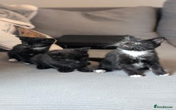 Mixed Breed cats for sale: 🐾 Two adorable kittens boys looking for home - Image 4