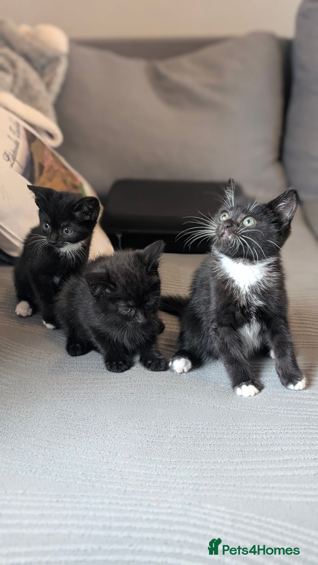 Mixed Breed cats for sale: 🐾 Two adorable kittens boys looking for home - Image 4