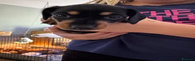 Dachshund 2