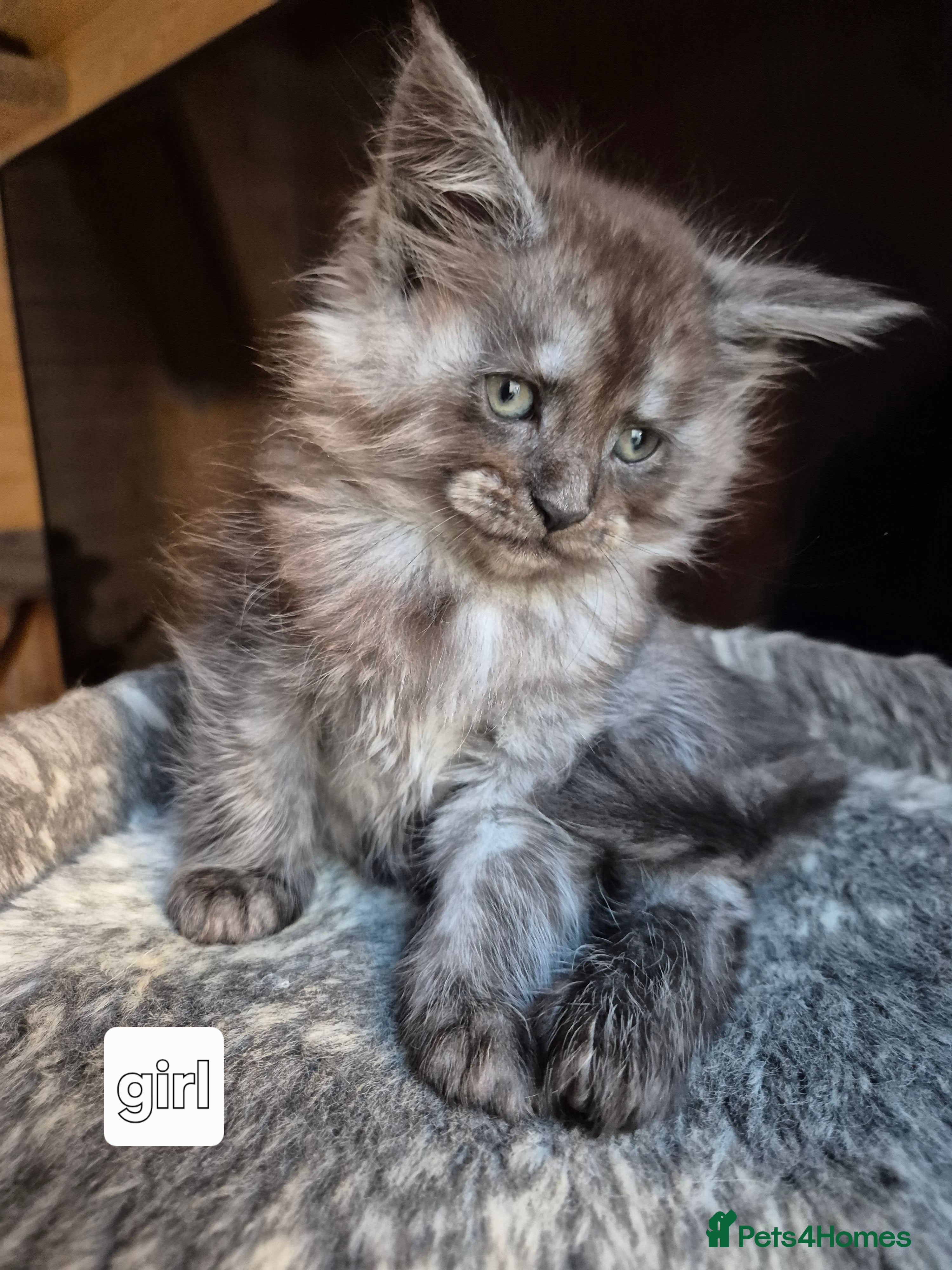 Maine Coon cats Mein Con - Advert 15