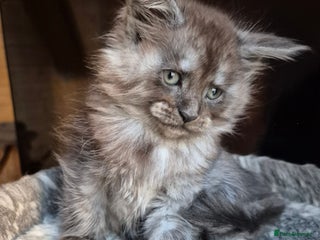 Maine Coon cats Mein Con - Advert 5