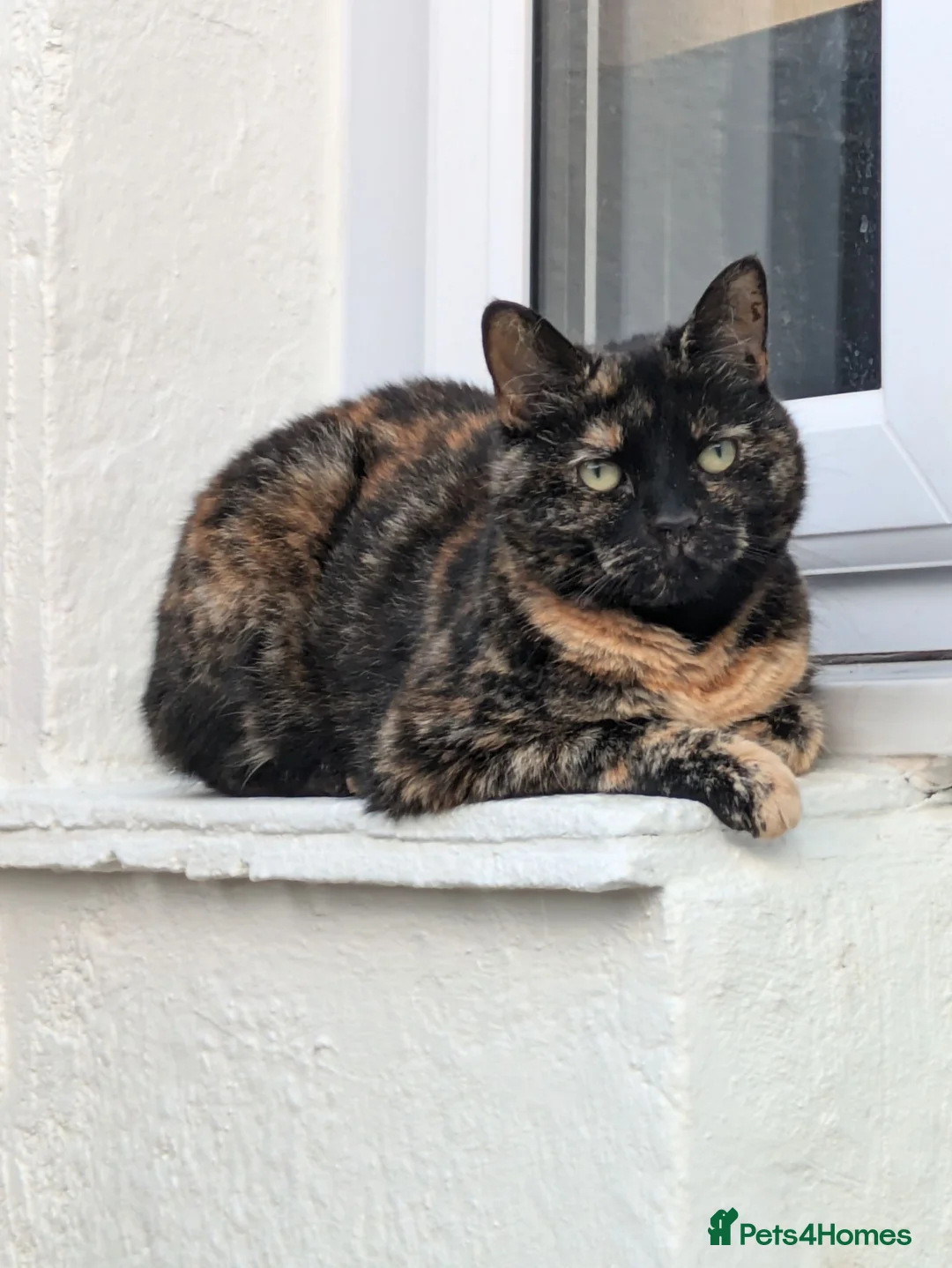 Mixed Breed cats for sale: 2x sisters  in Braintree - Advert 2