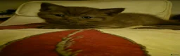 British Shorthair cats for sale: British shorthair kittens - Advert 12