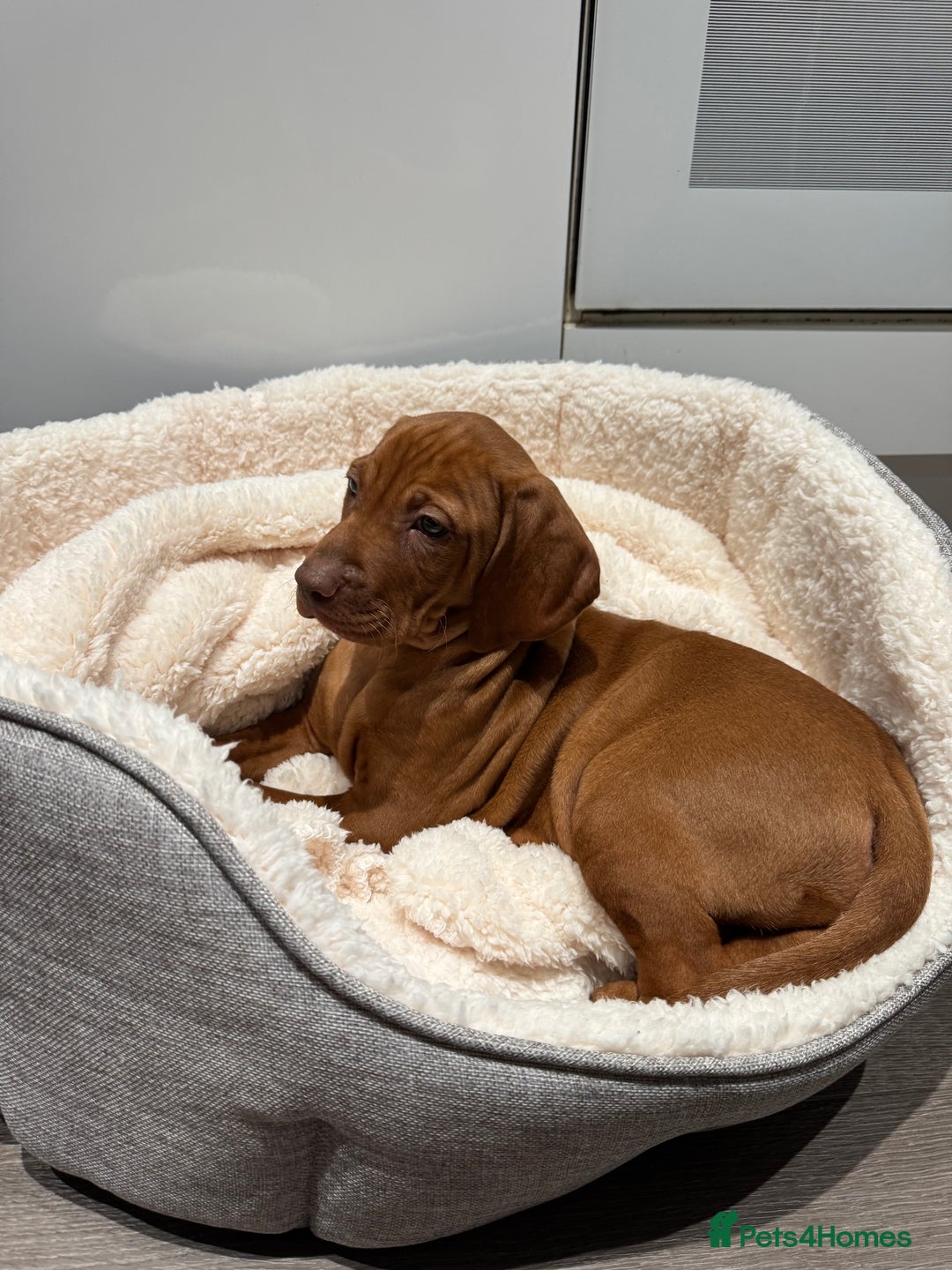 Hungarian Vizsla dogs for sale: 1 male KC registered Hungarian Vizla for sale  - Advert 7