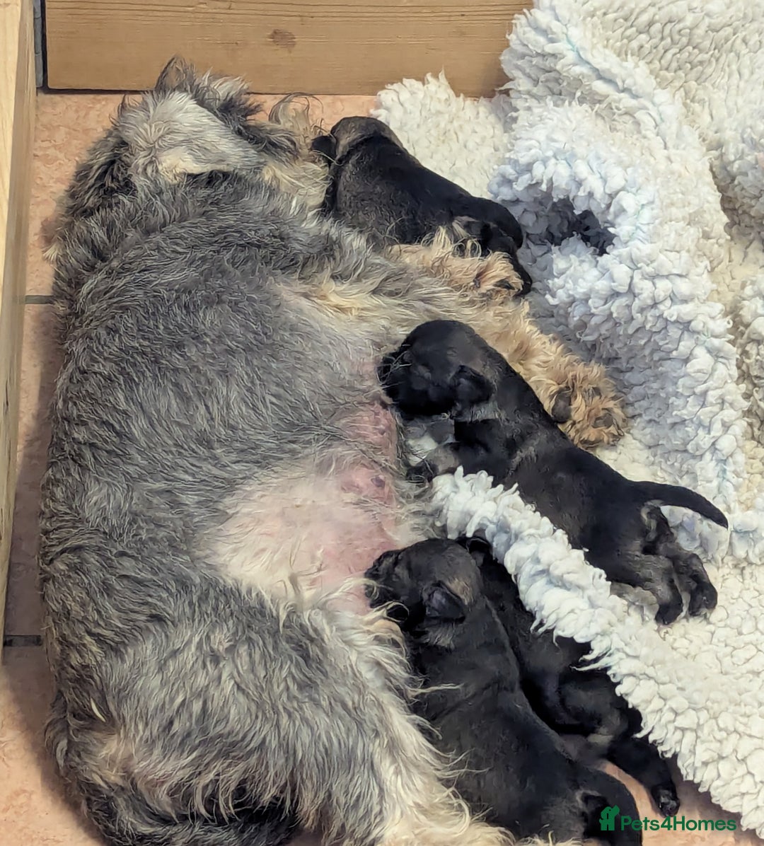 Miniature Schnauzer dogs for sale:  Beautiful, Health Tested Miniature Schnauzer Pups - Advert 4