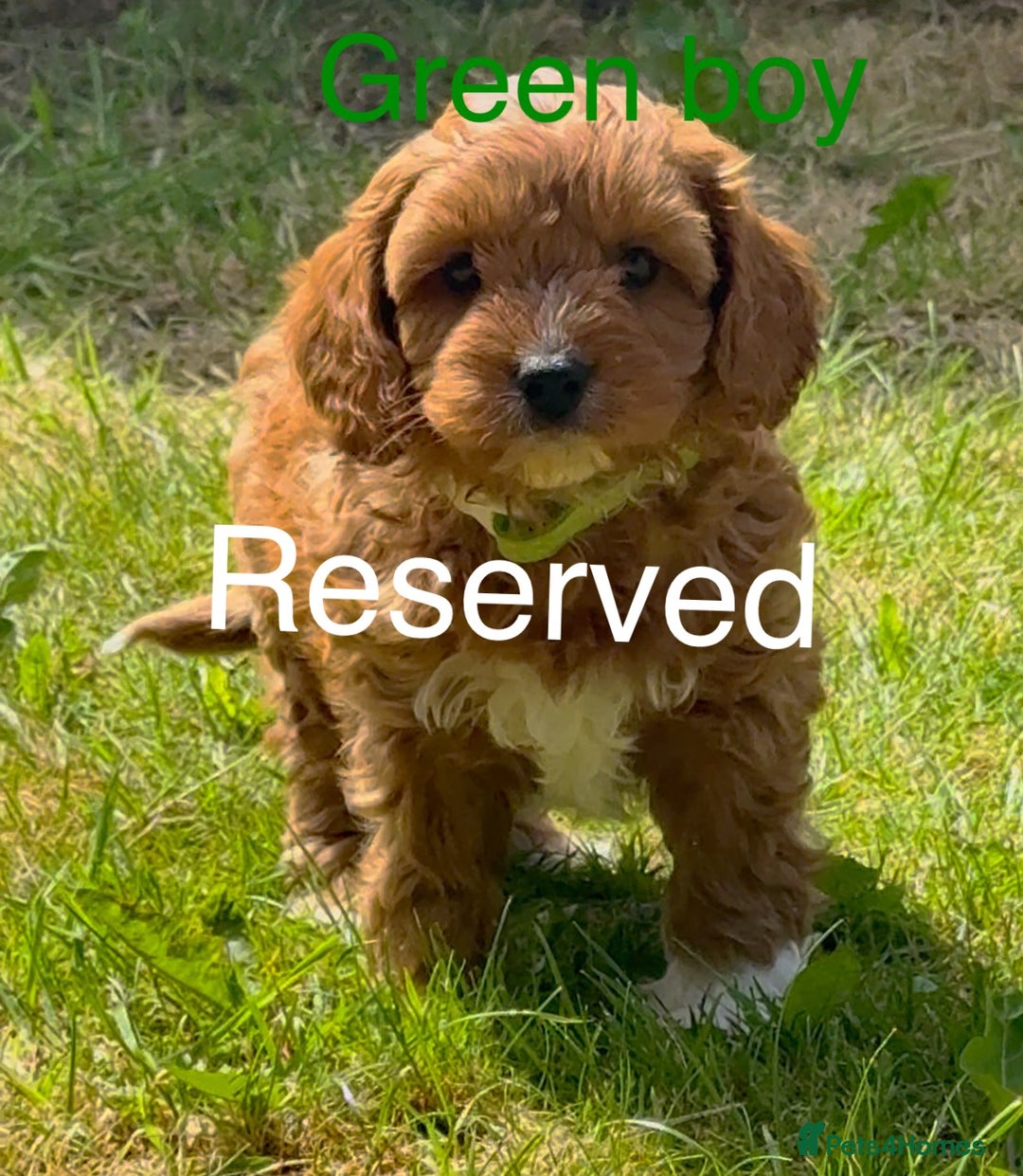 Cavapoo dogs for sale: Stunning Cavapoo puppies - Image 5