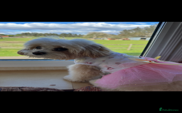 Maltipoo dogs for sale: F1 litter of 5 Maltipoo girls  - Image 10